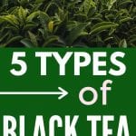 Different Types of Black Tea | How Many Black Teas are There? | What's the Best Kind of Black Tea | Is Darjeeling a Type of Black Tea | Is Assam Tea black Tea? | What's the Highest Quality Black Tea? | #tea #teatravel #blacktea #assam #darjeeling